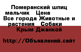 Померанский шпиц мальчик › Цена ­ 30 000 - Все города Животные и растения » Собаки   . Крым,Джанкой